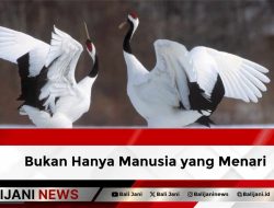 Bukan Hanya Manusia yang Menari