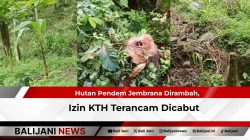 Hutan Pendem Jembrana Dirambah, Izin KTH Terancam Dicabut