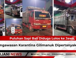 Puluhan Sapi Bali Diduga Lolos ke Jawa, Pengawasan Karantina Gilimanuk Dipertanyakan