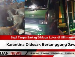 Sapi Tanpa Eartag Diduga Lolos di Gilimanuk, Karantina Didesak Bertanggung Jawab