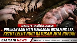 Tangis Peternak di Canggu, Puluhan Babi Mati Mendadak Diterjang ASF, Ketut Lelut Rugi Ratusan Juta Rupiah