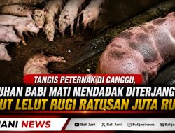 Tangis Peternak di Canggu, Puluhan Babi Mati Mendadak Diterjang ASF, Ketut Lelut Rugi Ratusan Juta Rupiah