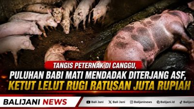 Tangis Peternak di Canggu, Puluhan Babi Mati Mendadak Diterjang ASF, Ketut Lelut Rugi Ratusan Juta Rupiah