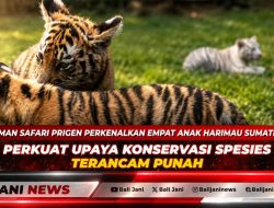Taman Safari Prigen Perkenalkan Empat Anak Harimau Sumatra, Perkuat Upaya Konservasi Spesies Terancam Punah