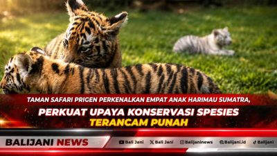Taman Safari Prigen Perkenalkan Empat Anak Harimau Sumatra, Perkuat Upaya Konservasi Spesies Terancam Punah