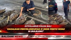Ditpolairud Polda Bali Gagalkan Penyelundupan 21 Ekor Penyu Hijau Di Buleleng