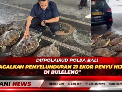 Ditpolairud Polda Bali Gagalkan Penyelundupan 21 Ekor Penyu Hijau Di Buleleng