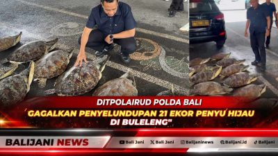Petugas Ditpolairud Polda Bali memeriksa puluhan ekor penyu hijau hasil sitaan di pesisir Buleleng.