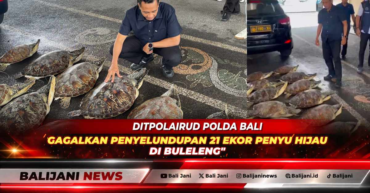 Petugas Ditpolairud Polda Bali memeriksa puluhan ekor penyu hijau hasil sitaan di pesisir Buleleng.