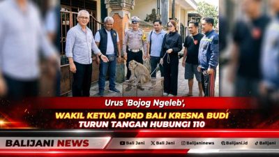 Wakil Ketua DPRD Bali Ida Gede Komang atau IGK Kresna Budi saat membantu koordinasi evakuasi monyet peliharaan warga yang lepas di Buleleng