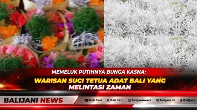 Hamparan indah Padang Bunga Kasna yang berwarna putih keperakan di lereng Gunung Agung, Desa Temukus, Karangasem.