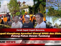 Gerak Cepat Cegah Bencana, Bupati Klungkung Apresiasi Sinergi BPBD dan Dishub Potong Pohon Rawan Tumbang