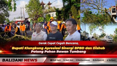 Bupati Klungkung I Made Satria didampingi Kalak BPBD I Putu Widiada saat meninjau proses pemotongan pohon rawan tumbang di Jalan Raya Besakih