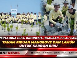 Pertamina Hulu Indonesia Hijaukan Pulau Pari, Tanam Ribuan Mangrove dan Lamun untuk Karbon Biru