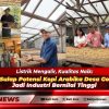 Listrik Mengalir, Kualitas Naik: PLN Sulap Potensi Kopi Arabika Desa Gobleg Jadi Industri Bernilai Tinggi