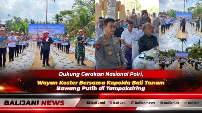Gubernur Bali Wayan Koster bersama Kapolda Bali Irjen Pol Daniel Adityajaya saat menanam bibit bawang putih di persawahan Tampaksiring Gianyar