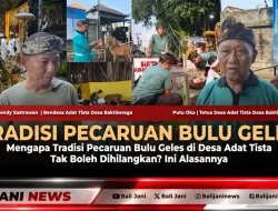 Mengapa Tradisi Pecaruan Bulu Geles di Desa Adat Tista Tak Boleh Dihilangkan? Ini Alasannya