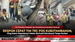 Respon Cepat Tim TRC Pos Kubutambahan, King Kobra Sepanjang 5 Meter Berhasil Dievakuasi Tanpa Korban