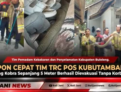 Respon Cepat Tim TRC Pos Kubutambahan, King Kobra Sepanjang 5 Meter Berhasil Dievakuasi Tanpa Korban