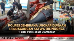 Polres Jembrana Ungkap Dugaan Perdagangan Satwa Dilindungi, 11 Ekor Pari Mobula Diamankan