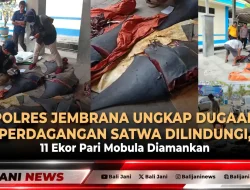 Polres Jembrana Ungkap Dugaan Perdagangan Satwa Dilindungi, 11 Ekor Pari Mobula Diamankan